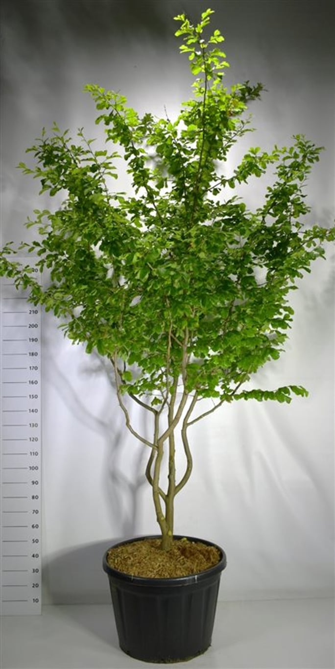 Persiskt järnträd – Parrotia persica 'Vanessa' - C180 200-250 cm. Meerstammig